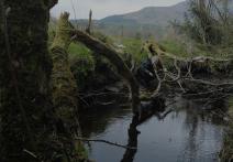 Scene from the film An Ornithologist's Daughter