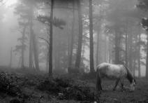 Scene from the film Landscapes of a Capelada