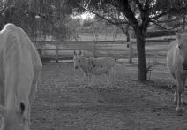 Scene from the film Last Stop in Santa Rosa