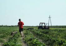 Scene from the film Strawberry Boys