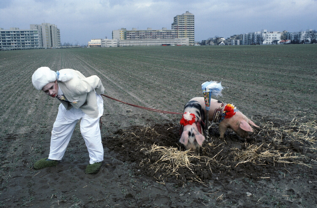 A person in white holding a pig on a leash.